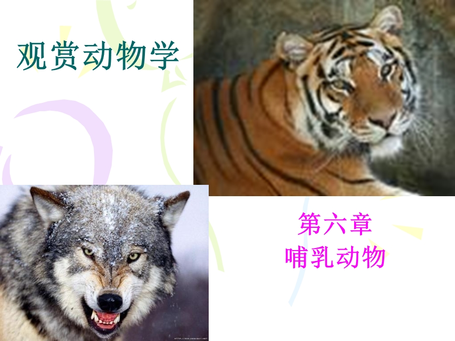 观赏动物学.ppt_第1页