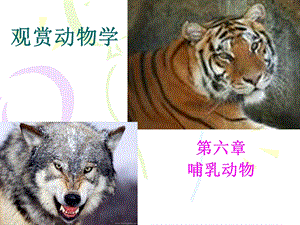 观赏动物学.ppt