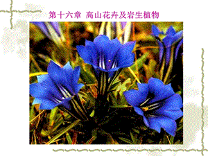 花卉学课件高山花卉及岩生花卉.ppt