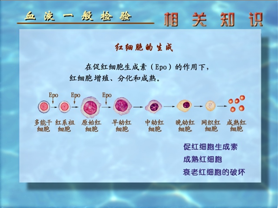 网织红细胞计数.ppt_第2页