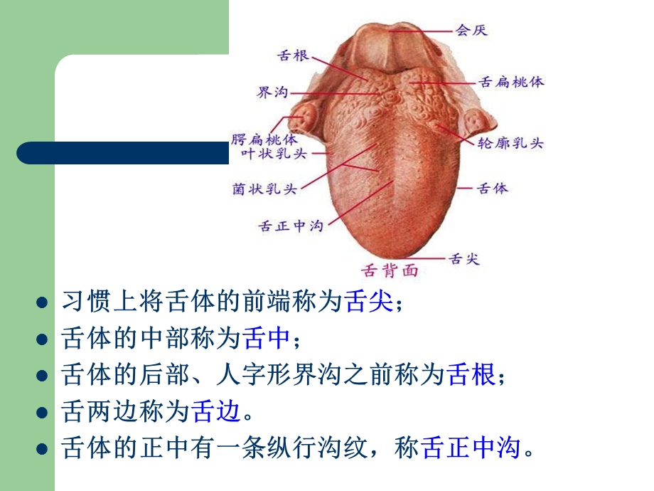 舌诊图片较全.ppt_第2页