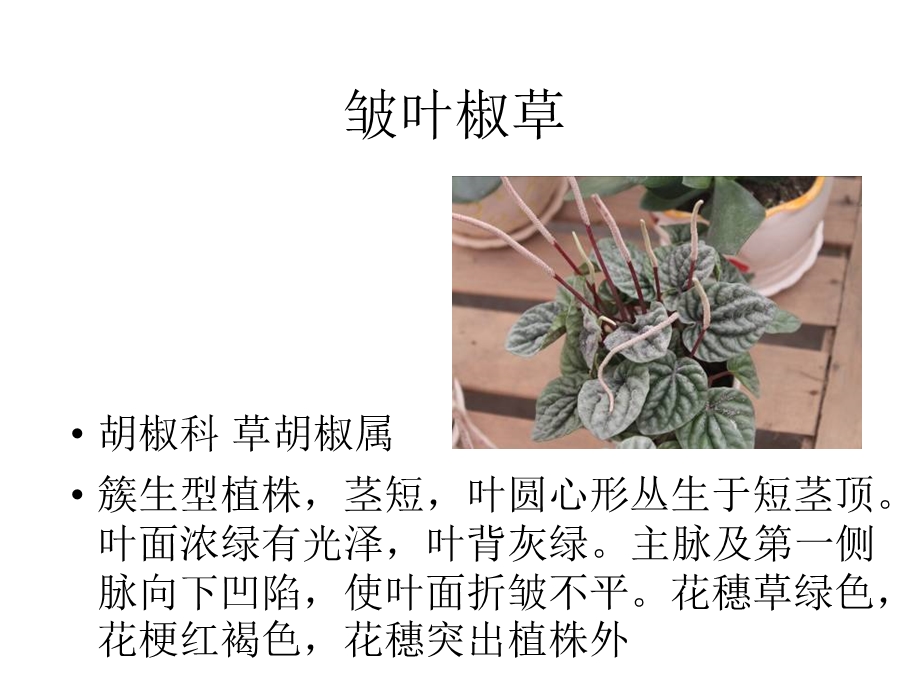 观赏植物学1.ppt_第1页