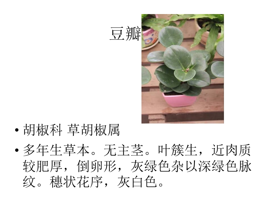 观赏植物学1.ppt_第2页