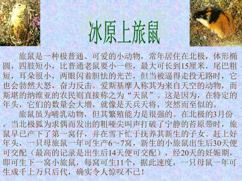 苔原的生态系统.ppt_第3页