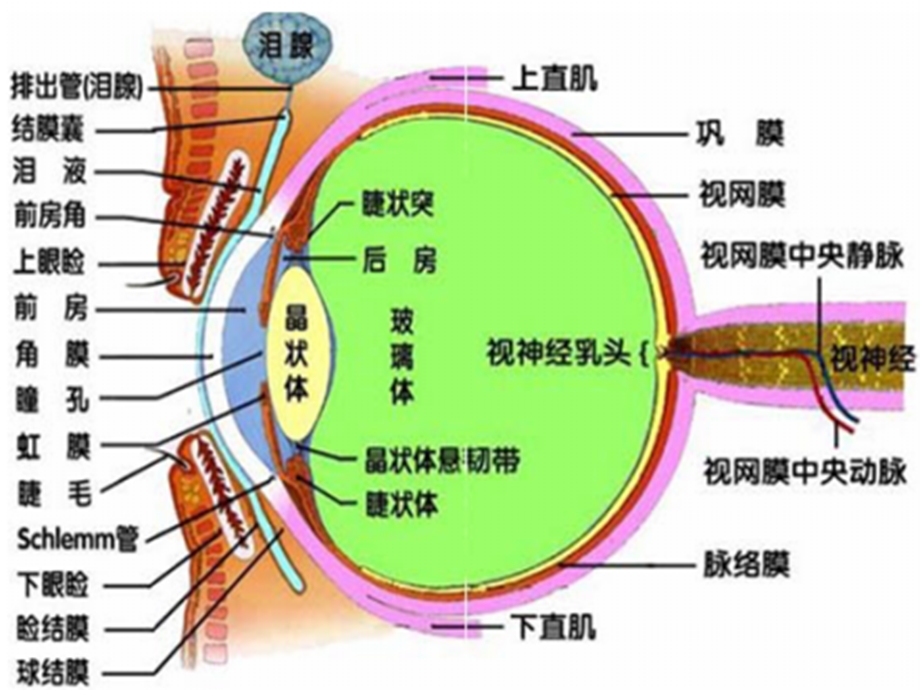 角膜组织工程.ppt_第2页