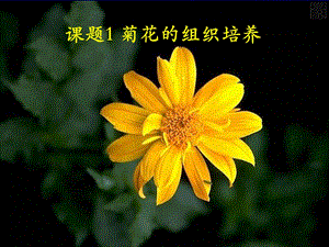 菊花的植物组织培养.ppt