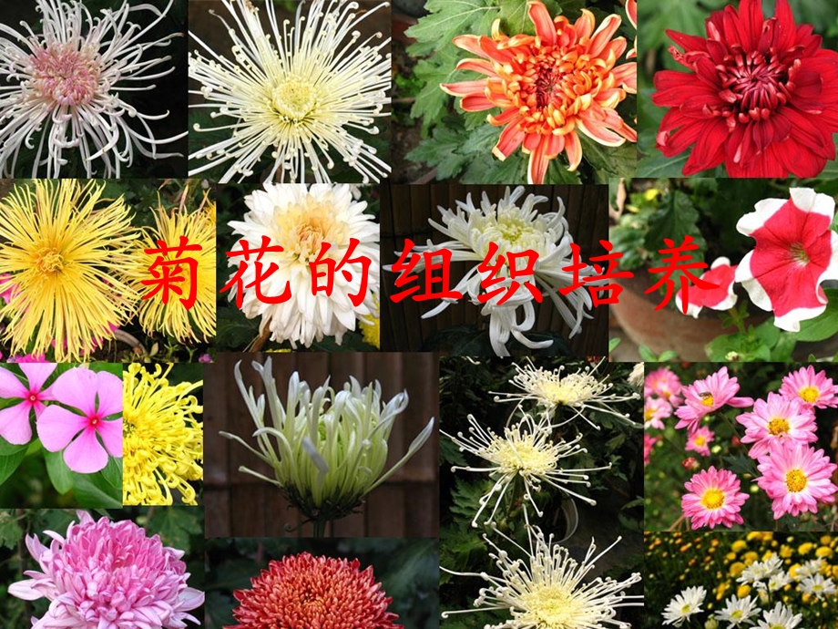 菊花的组织培养精心设计.ppt_第1页