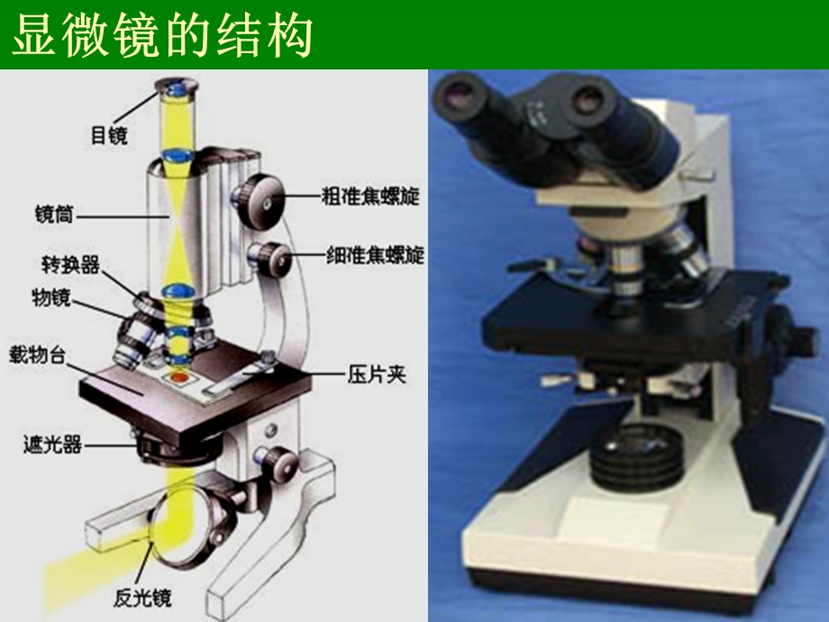 资料试验1光学显微镜的结构应用及颐养.ppt_第3页