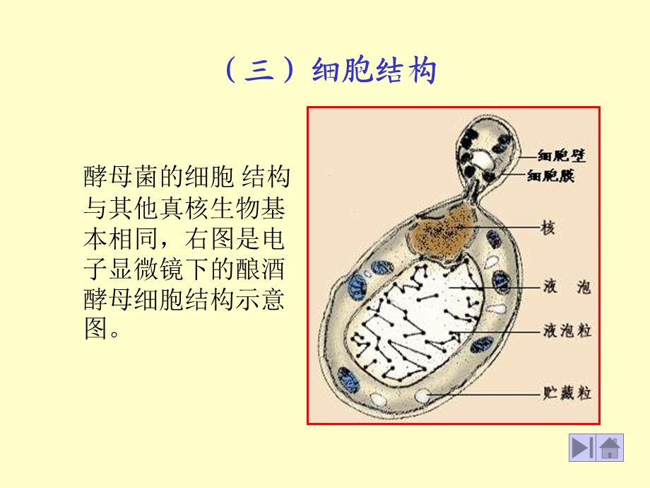 酵母细胞结构.ppt_第1页