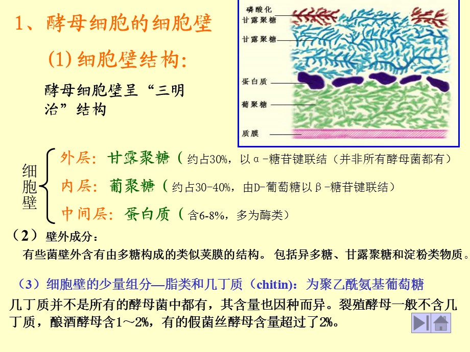 酵母细胞结构.ppt_第2页