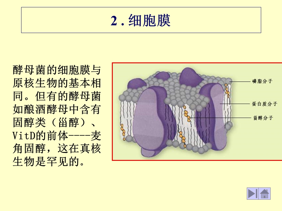 酵母细胞结构.ppt_第3页