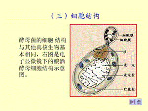 酵母细胞结构.ppt