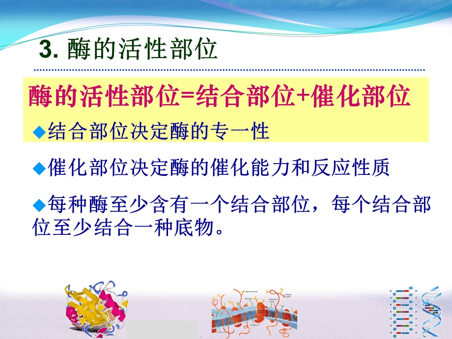 酶的结构纯化及活性十一.ppt_第3页