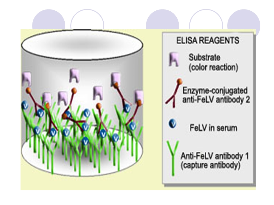 酶联免疫吸附测定法.ppt_第3页