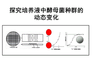 酵母菌种群数量变化个.ppt