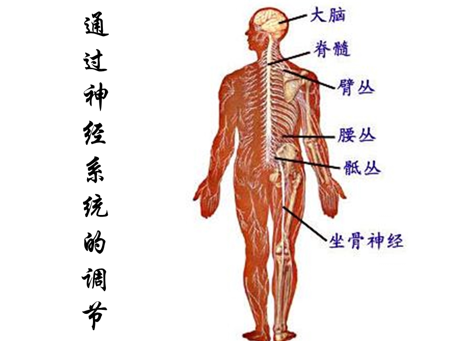 通过神经系统调节.ppt_第1页