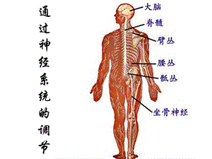 通过神经系统调节.ppt