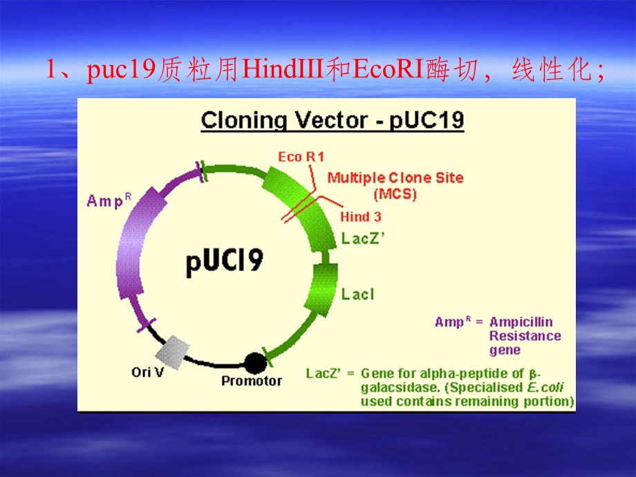 连接产物的转化.ppt_第2页