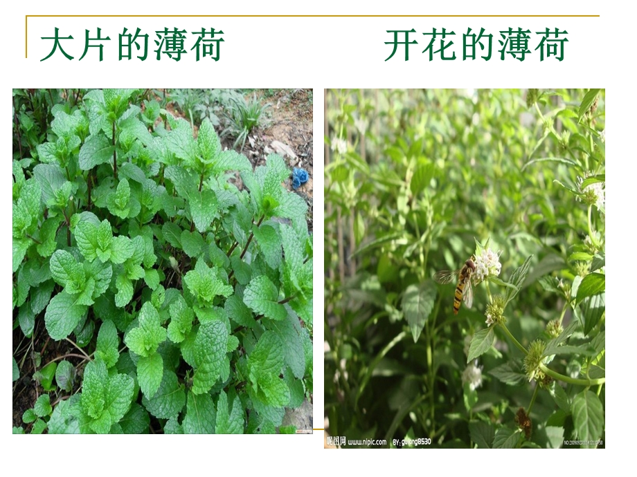 野菜的营养价值3.ppt_第3页