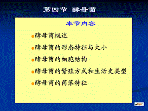 酵母演示文稿1.ppt