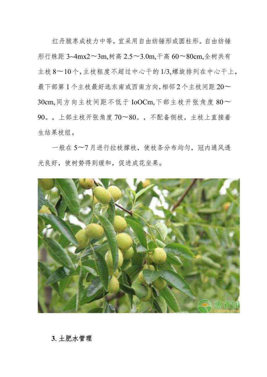 红丹脆枣高效栽培管理技术.docx_第2页