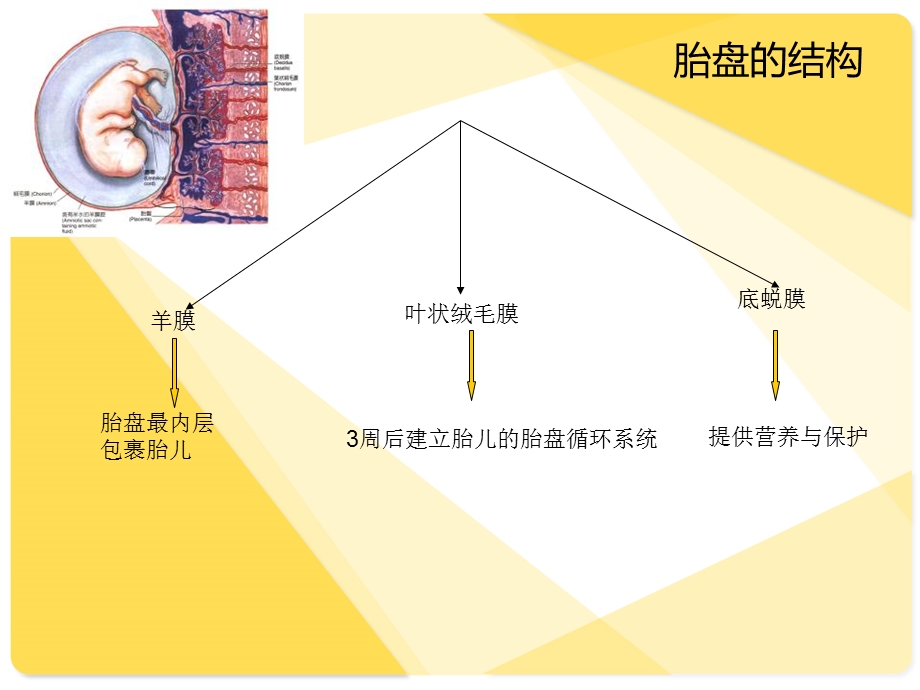 金紫肽胎盘与脐血详解.ppt_第2页