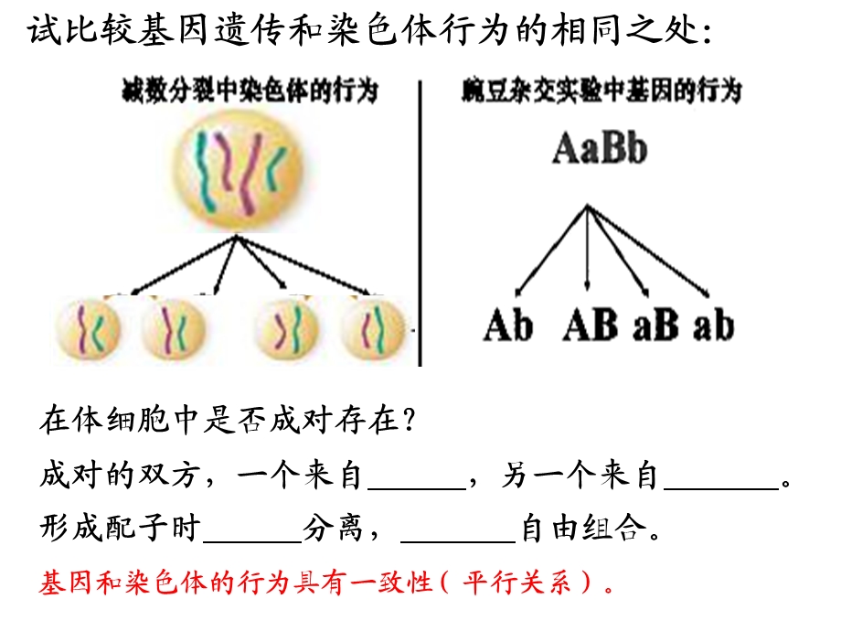 课件基因在染色体上.ppt_第3页