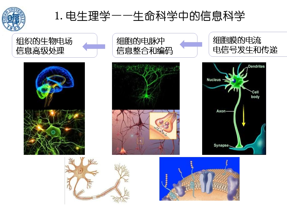 课件国家重点实验室电生理技术课件.ppt_第2页