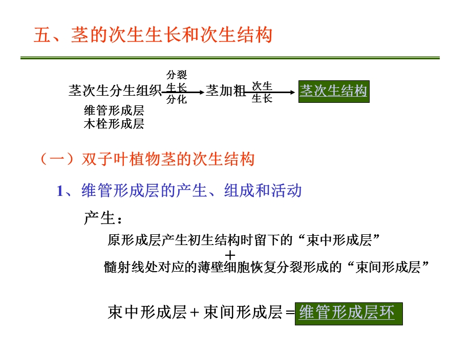 茎二叶一.ppt_第2页