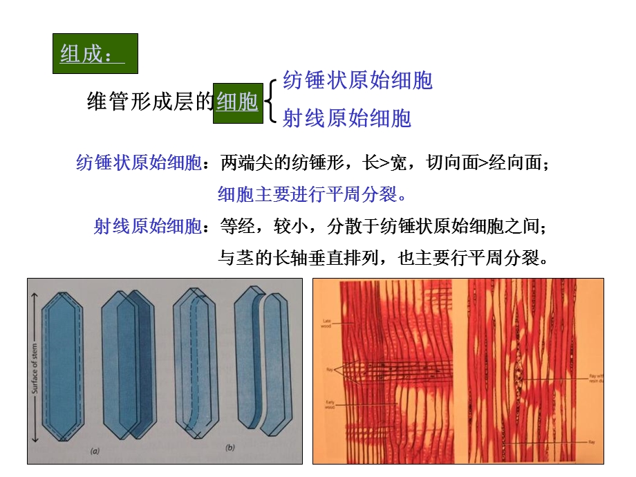 茎二叶一.ppt_第3页