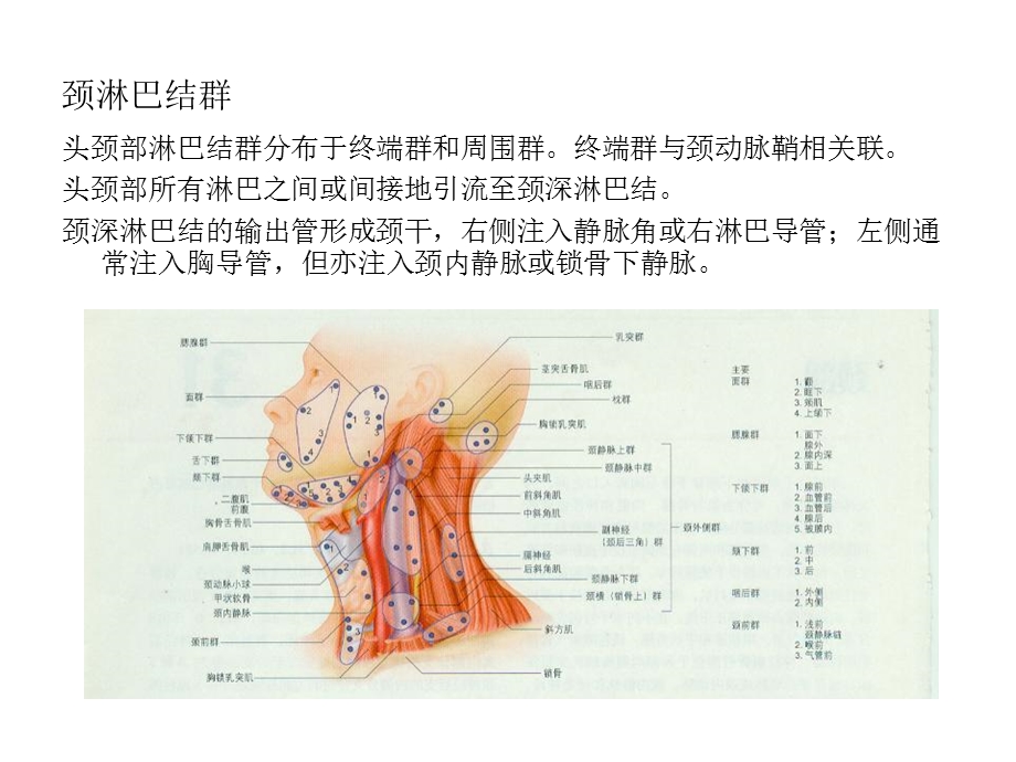 颈淋巴与器官.ppt_第1页