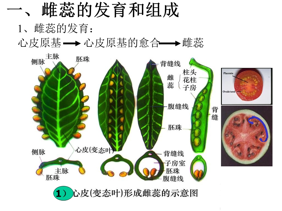 雌蕊的发育与结构.ppt_第2页