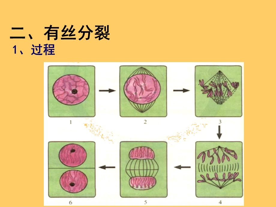 题细胞分裂有丝分裂和减数分裂专题.ppt_第3页