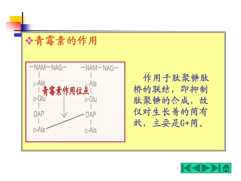 青霉素的作用.ppt_第1页