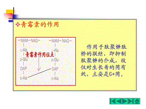 青霉素的作用.ppt