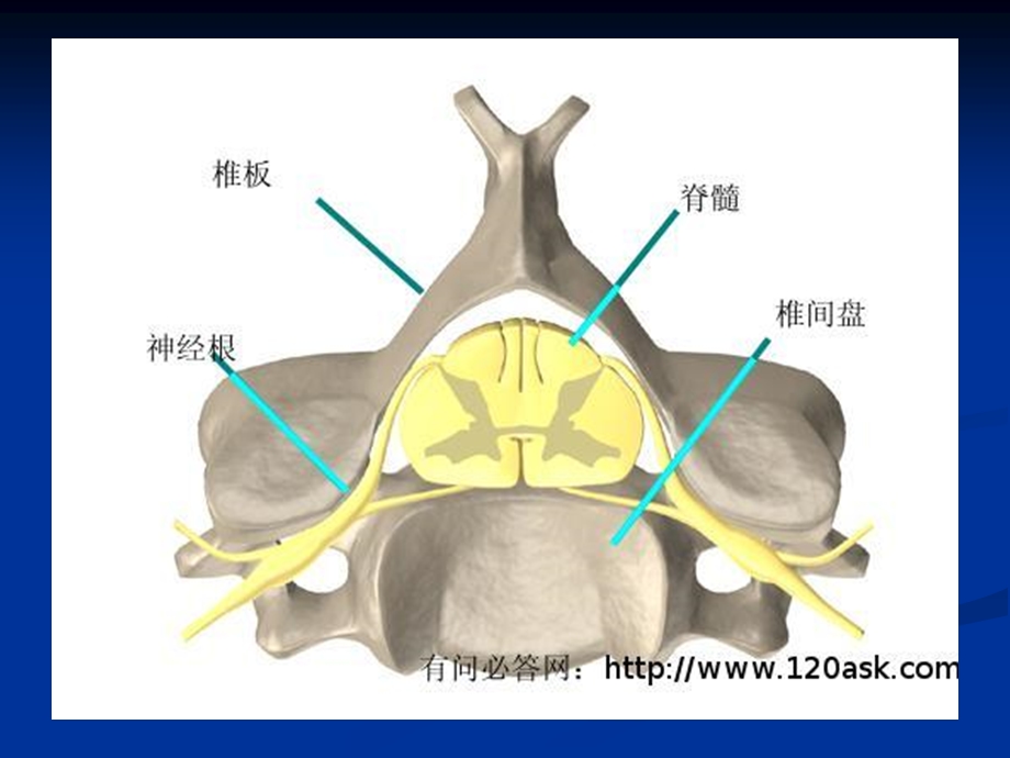 颈椎腰椎保健.ppt_第3页