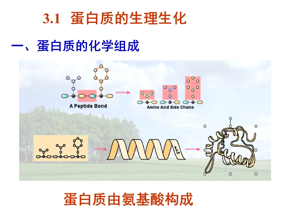 食物中的蛋白质介绍.ppt_第3页