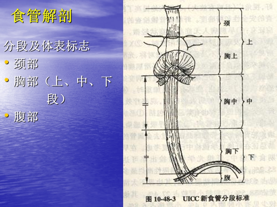 食管癌讲课李猛.ppt_第3页