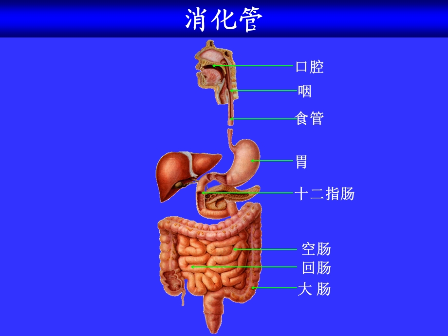 食物的消化1.ppt_第2页