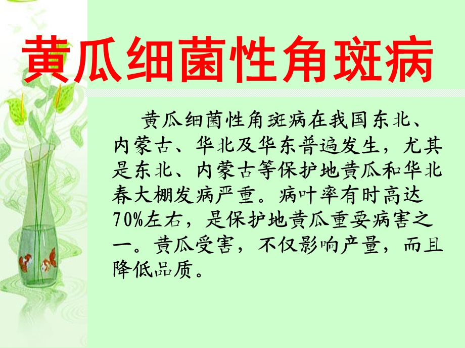 黄瓜细菌性角斑病.ppt_第1页