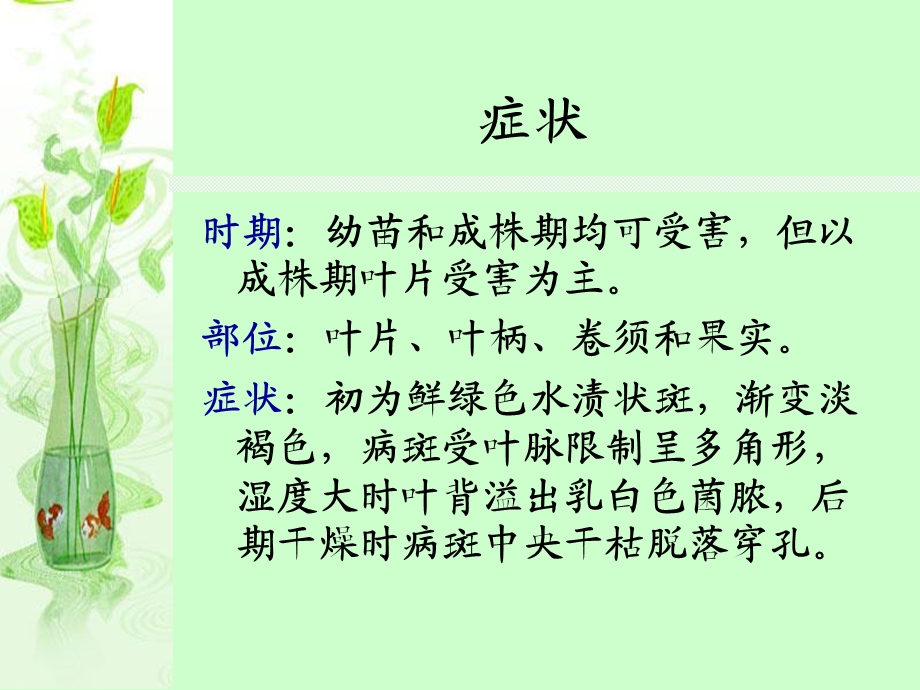 黄瓜细菌性角斑病.ppt_第2页