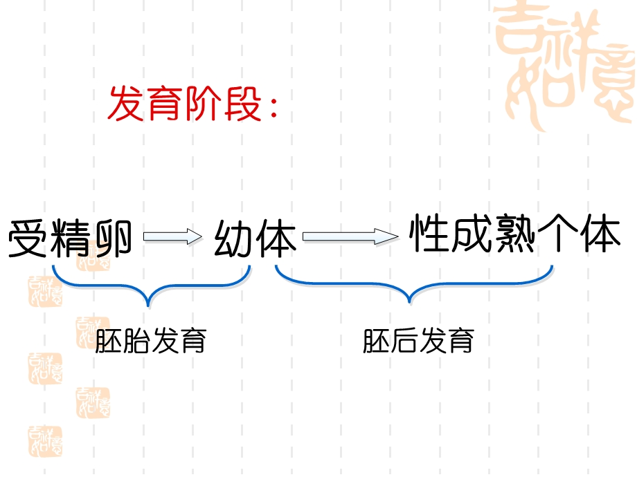 高等动物的个体发育.ppt_第2页