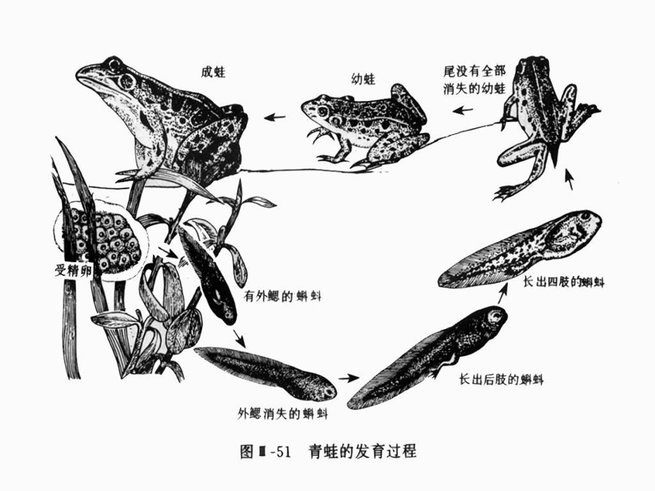 高等动物的个体发育.ppt_第3页