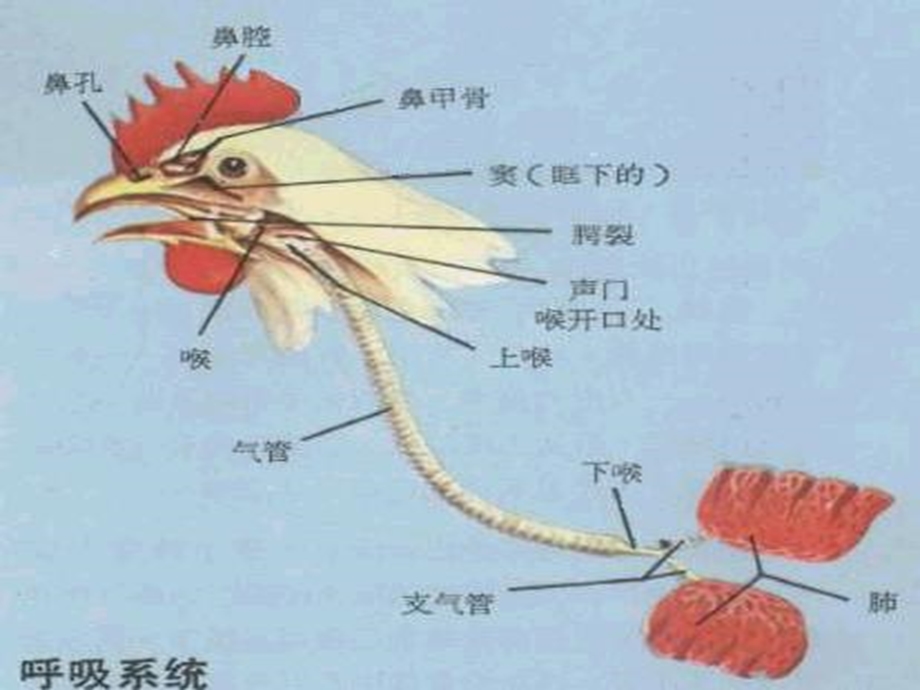 鸡解剖图及各器官常见病分析.ppt_第2页