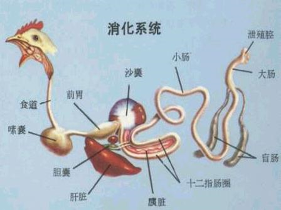 鸡解剖图及各器官常见病分析.ppt_第3页