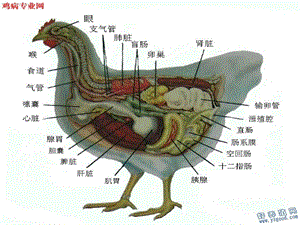 鸡解剖图及各器官常见病分析.ppt