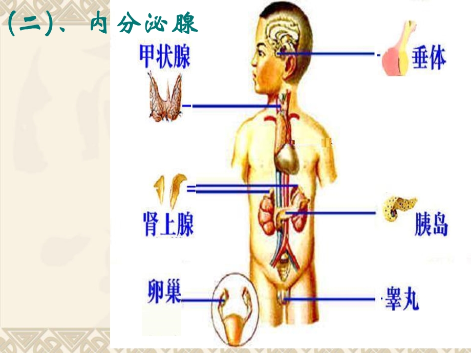 高等动物生命活动的调节.ppt_第3页