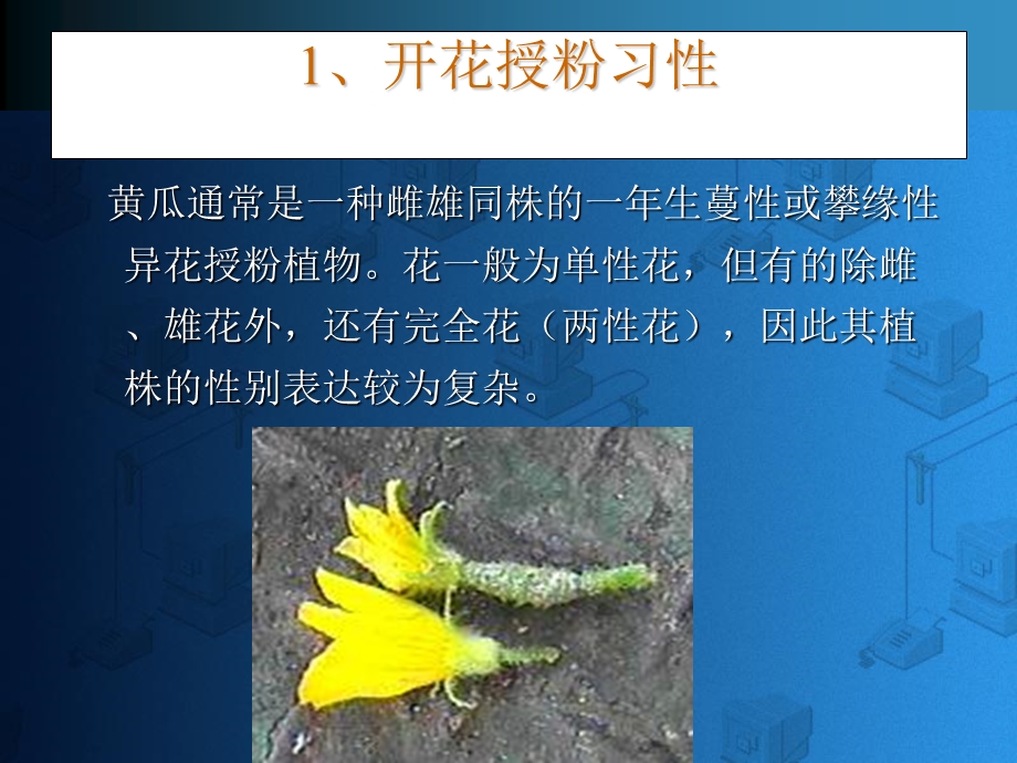 黄瓜杂交育种的程序和方法.ppt_第3页