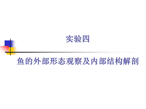 鱼的外部形态观察及内部结构解剖.ppt