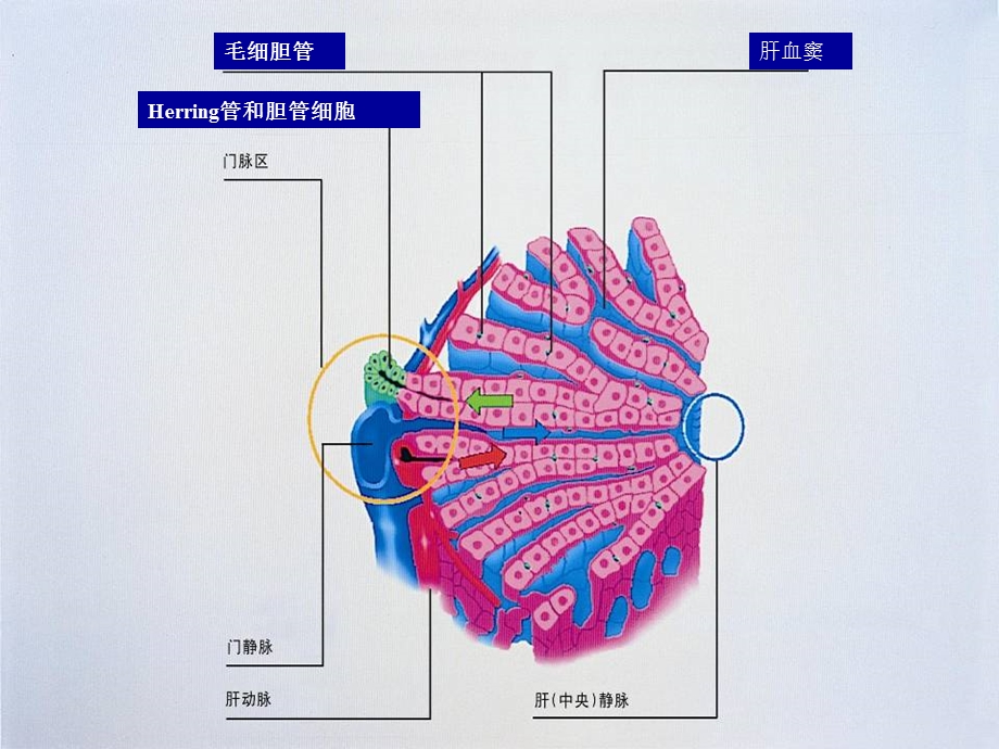 黄疸的诊断和治疗.ppt_第3页